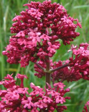 Fotografia 3 da espécie Centranthus ruber no Jardim Botânico UTAD