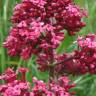 Fotografia 3 da espécie Centranthus ruber do Jardim Botânico UTAD