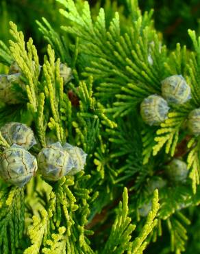 Fotografia 1 da espécie Chamaecyparis lawsoniana no Jardim Botânico UTAD