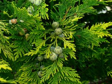 Fotografia da espécie Chamaecyparis lawsoniana