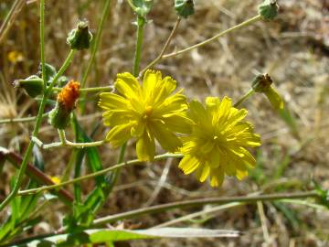 Fotografia da espécie Chondrilla juncea