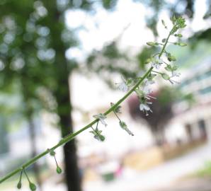 Fotografia da espécie Circaea lutetiana subesp. lutetiana