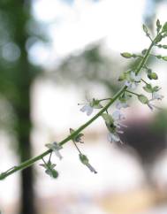 Circaea lutetiana subesp. lutetiana