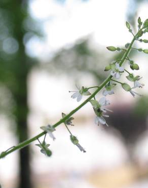 Fotografia 1 da espécie Circaea lutetiana subesp. lutetiana no Jardim Botânico UTAD