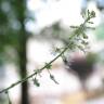 Fotografia 1 da espécie Circaea lutetiana subesp. lutetiana do Jardim Botânico UTAD