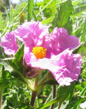 Fotografia 3 da espécie Cistus crispus no Jardim Botânico UTAD