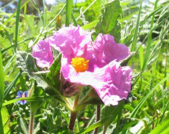 Fotografia da espécie Cistus crispus