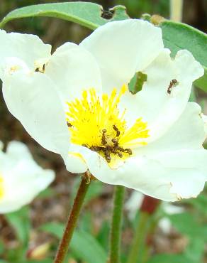 Fotografia 5 da espécie Cistus populifolius subesp. populifolius no Jardim Botânico UTAD