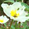 Fotografia 5 da espécie Cistus populifolius subesp. populifolius do Jardim Botânico UTAD