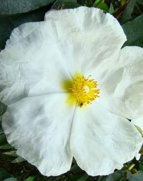 Fotografia 6 da espécie Cistus populifolius subesp. populifolius no Jardim Botânico UTAD