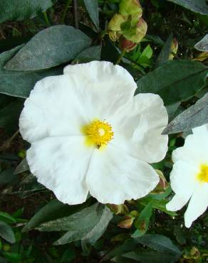 Fotografia 7 da espécie Cistus populifolius subesp. populifolius no Jardim Botânico UTAD