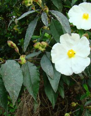 Fotografia 8 da espécie Cistus populifolius subesp. populifolius no Jardim Botânico UTAD