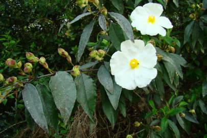 Fotografia da espécie Cistus populifolius subesp. populifolius