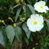 Fotografia 8 da espécie Cistus populifolius subesp. populifolius do Jardim Botânico UTAD