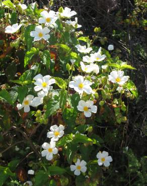 Fotografia 1 da espécie Cistus populifolius subesp. populifolius no Jardim Botânico UTAD