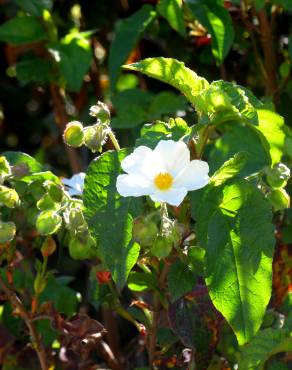 Fotografia 9 da espécie Cistus populifolius subesp. populifolius no Jardim Botânico UTAD