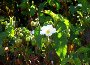 Fotografia da espécie Cistus populifolius subesp. populifolius