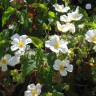 Fotografia 10 da espécie Cistus populifolius subesp. populifolius do Jardim Botânico UTAD