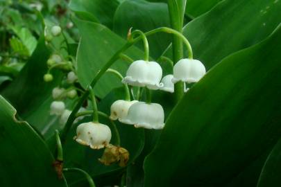 Fotografia da espécie Convallaria majalis