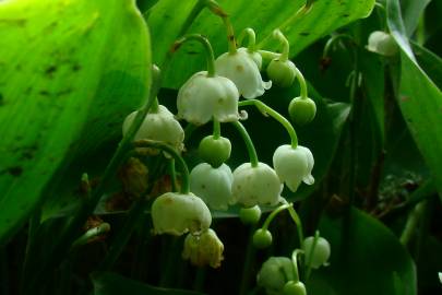 Fotografia da espécie Convallaria majalis