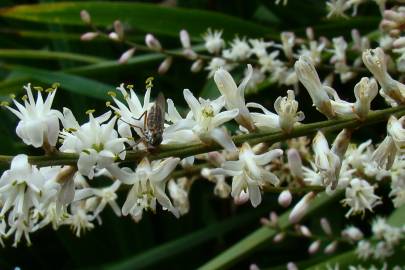 Fotografia da espécie Cordyline australis