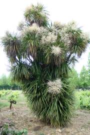 Fotografia da espécie Cordyline australis