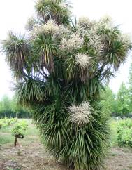 Cordyline australis