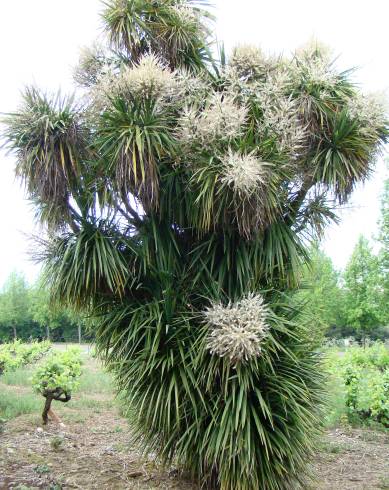 Fotografia de capa Cordyline australis - do Jardim Botânico