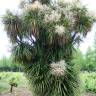 Fotografia 1 da espécie Cordyline australis do Jardim Botânico UTAD