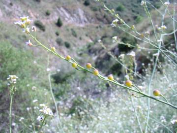 Fotografia da espécie Crambe hispanica subesp. glabrata