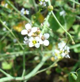 Fotografia da espécie Crambe hispanica subesp. glabrata