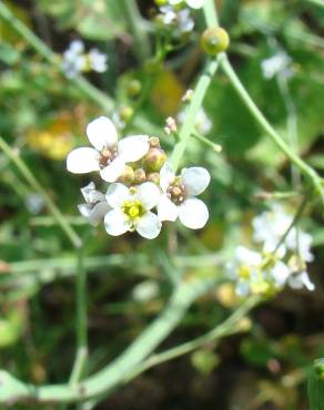 Fotografia 3 da espécie Crambe hispanica subesp. glabrata no Jardim Botânico UTAD