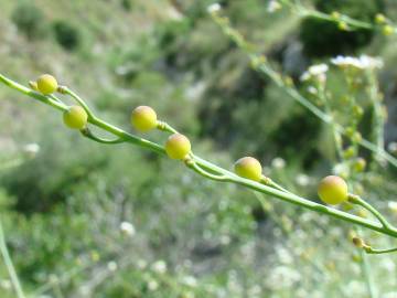 Fotografia da espécie Crambe hispanica subesp. glabrata