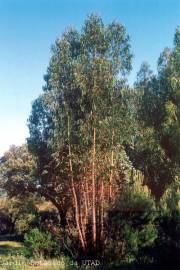 Fotografia da espécie Eucalyptus globulus