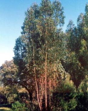 Fotografia 2 da espécie Eucalyptus globulus no Jardim Botânico UTAD