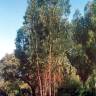 Fotografia 2 da espécie Eucalyptus globulus do Jardim Botânico UTAD