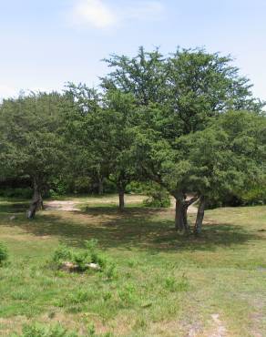 Fotografia 4 da espécie Crataegus monogyna no Jardim Botânico UTAD