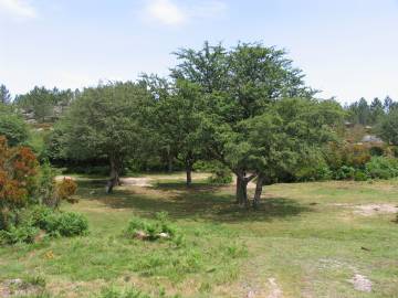 Fotografia da espécie Crataegus monogyna