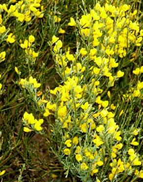 Fotografia 6 da espécie Cytisus oromediterraneus no Jardim Botânico UTAD