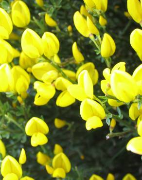 Fotografia 7 da espécie Cytisus oromediterraneus no Jardim Botânico UTAD