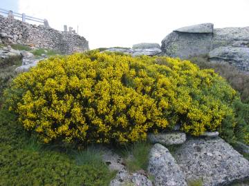 Fotografia da espécie Cytisus oromediterraneus