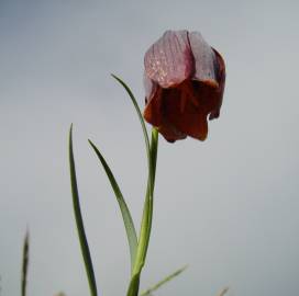 Fotografia da espécie Fritillaria lusitanica var. lusitanica