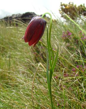 Fotografia 3 da espécie Fritillaria lusitanica var. lusitanica no Jardim Botânico UTAD