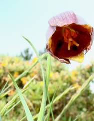 Fritillaria lusitanica var. lusitanica