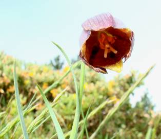 Fotografia da espécie Fritillaria lusitanica var. lusitanica