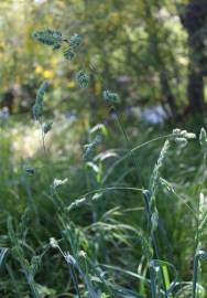 Fotografia da espécie Dactylis glomerata subesp. lusitanica