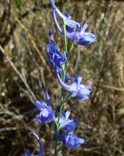 Fotografia da espécie Delphinium halteratum