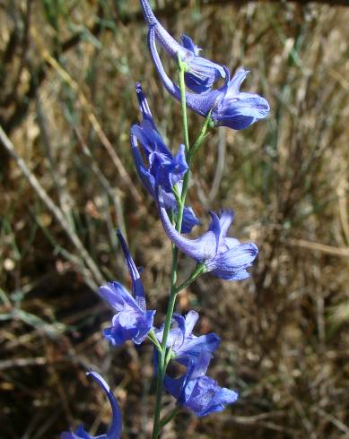 Fotografia de capa Delphinium halteratum subesp. verdunense - do Jardim Botânico