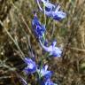 Fotografia 1 da espécie Delphinium halteratum subesp. verdunense do Jardim Botânico UTAD