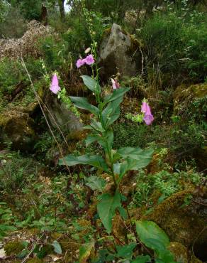 Fotografia 2 da espécie Digitalis purpurea subesp. amandiana no Jardim Botânico UTAD